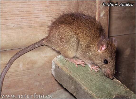 Rattus rattus (krysa obecná) | BioLib.cz