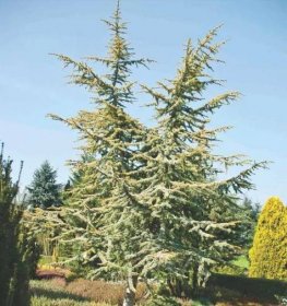 Кедровое дерево: посадка, уход, применение в ландшафтном дизайне. 130 фото + видео советы профессионалов