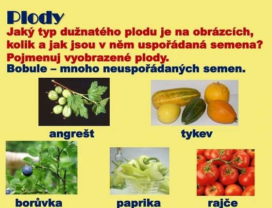 PPT - Plody a semena PowerPoint Presentation, free download - ID:2613252