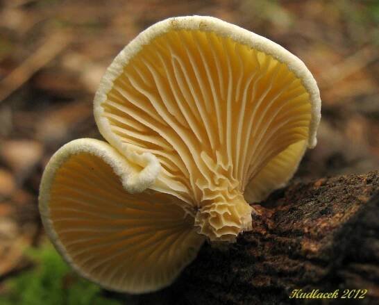 Houževnatec vonný - Lentinus suavissimus - Kudluv fotoatlas hub