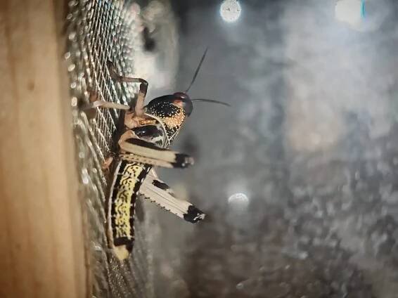 Saranče všežravé (Schistocerca gregaria).. | iFauna.cz
