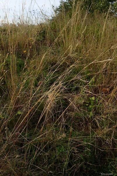 Kavyl vláskovitý - Stipa capillata
