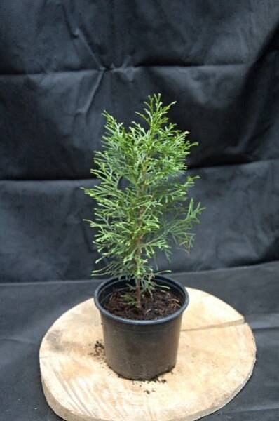 Thuja "OCCIDENTALIS SMARAGD"