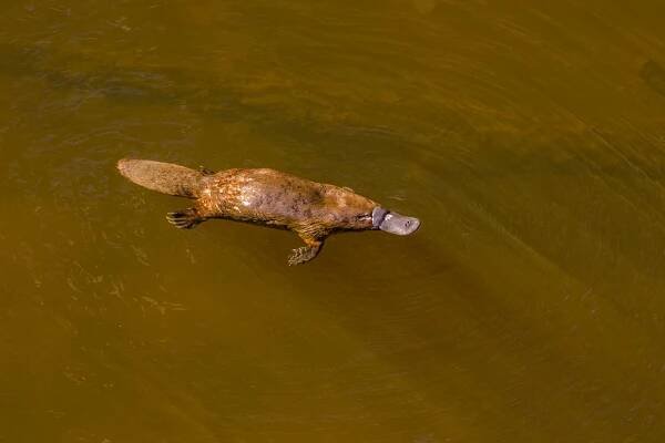 Platypus - Sophie Chenoweth