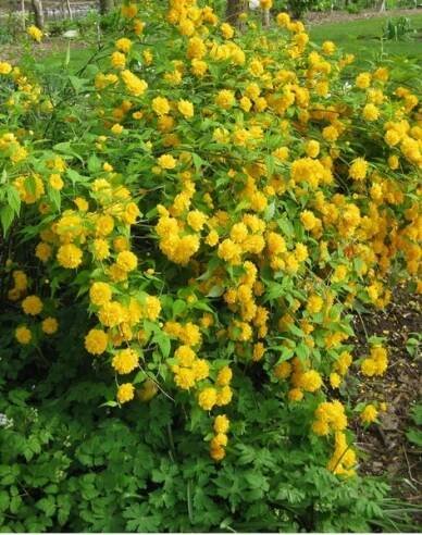 Zákula japonská ´Pleniflora´