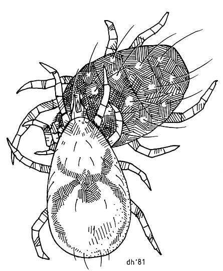 Soubor:ACAR Phytoseiidae Typhlodromus pyri+european red mite.png – Wikipedie