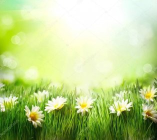 Stáhnout - Spring Meadow with Daisies. Hranice trávy a květin — Stock obrázek