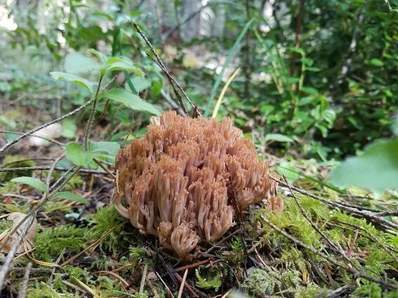 Mushroom Hunting + How We Preserve Our Wild Shrooms — ALL GOODS FROM THE WOODS ®