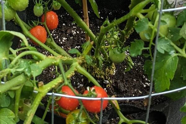 Root primordia or adventitious roots emerging from tomato stems. 