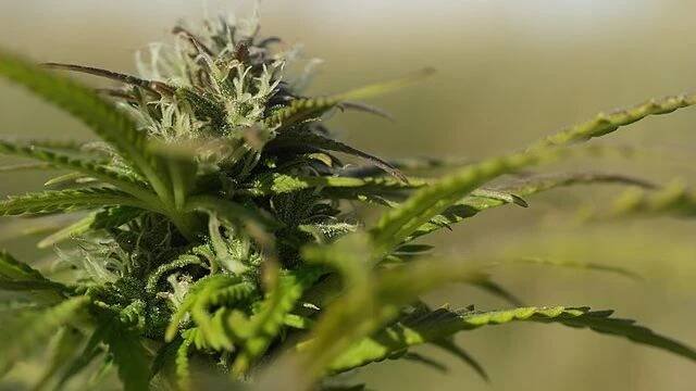Dětem je nově přístupná náhrada za drogu HHC - Médium.cz