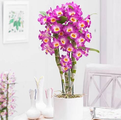 Orchidej Dendrobium