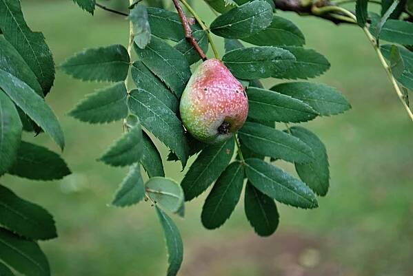 Sorbus domestica (Jeřáb oskeruše)