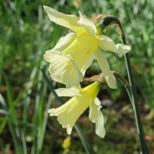 Narcis "W.P. Milner"