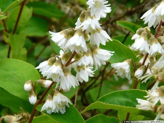 Deutzia scabra trojpuk drsný Deutzia dentata, Deutzia mitis
