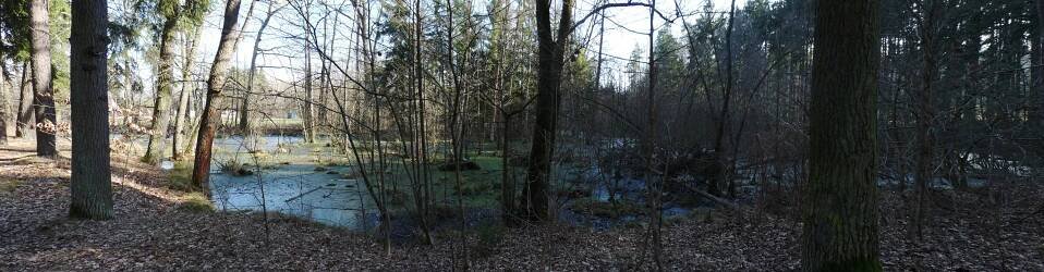 Branišovský les: Nejstrašidelnější les v Česku plný paranorm