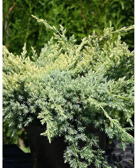 Juniperus squamata 'Holger' - Himalájsky trpasličí jalovec
