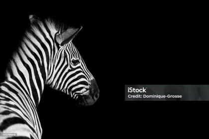 Zebra - Bez autorských poplatků Zebry Stock fotka