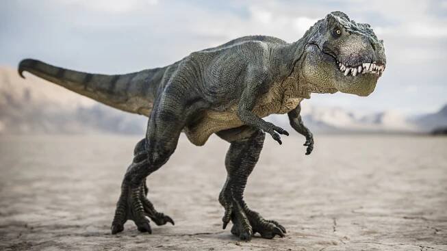 T. Rex se možná nakonec vyvinul v Severní Americe, vědci říkají