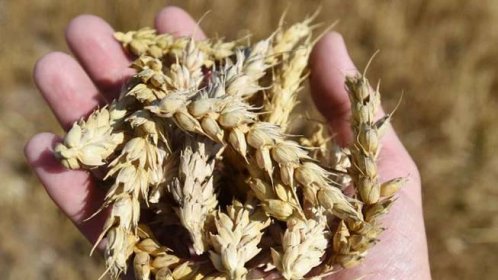 Nejdražší za dva měsíce. Cena pšenice po indickém zákazu prudce roste