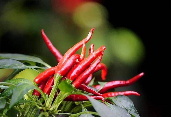 Super Cayenne Pepper