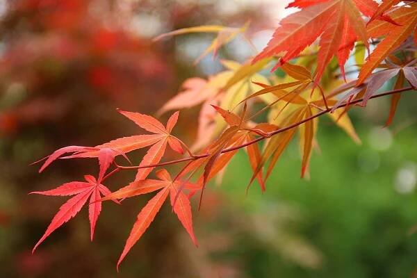 Trees with Brilliant Autumn Color Plus Other Advantages