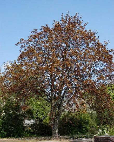 Acer platanoides 'Schwedleri' | javor mléč 'Schwedleri' - Van den Berk školky