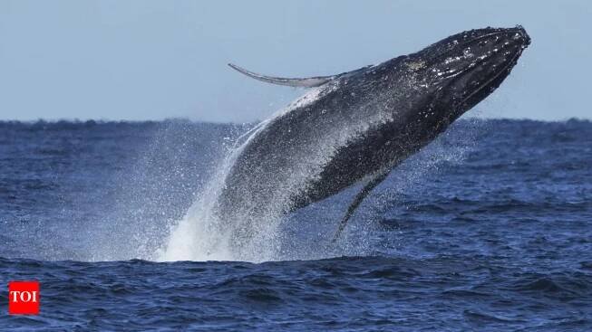 A hoax: Truth behind Jessica Radcliffe orca attack incident; here’s what you need to know