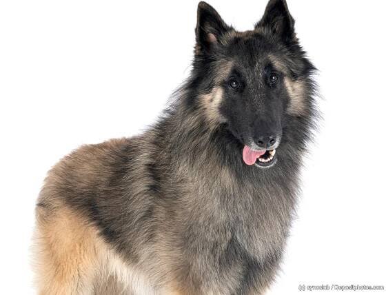Belgischer Schäferhund Tervueren