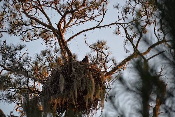 Black Creek, Eagles’ Nest