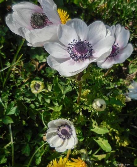 Atlas - fotogalerie: anemone coronaria; 1