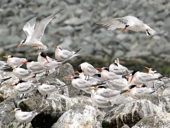 Flock - ML308488421