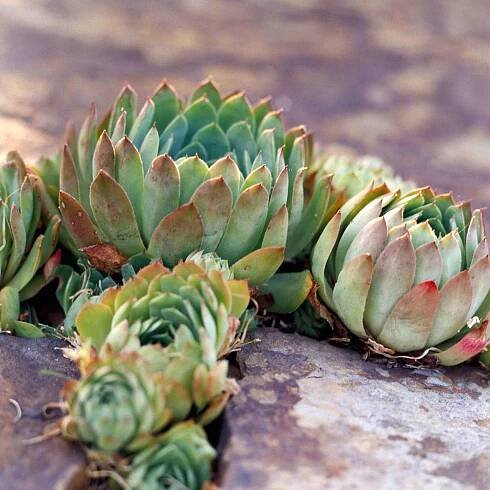 hens and chicks sempervivum tectorum