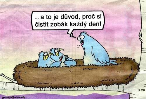 ... a to je důvod proč si čistit zobák každý den!
