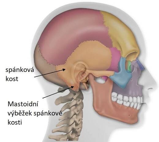 Mastoidní výběžek spánkové kosti