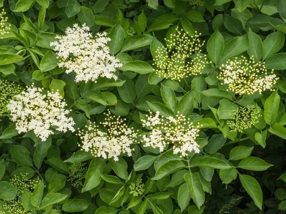 Květoucí bez černý (Sambucus nigra).
