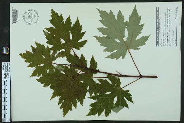 Acer saccharinum - Species Page - APA: Alabama Plant Atlas 