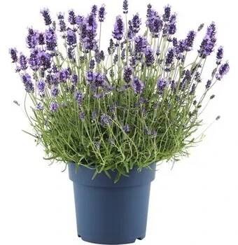 Květináč Levandule FloraSelf Lavandula angustifolia 'Hidcote Blue' květináč 5 l