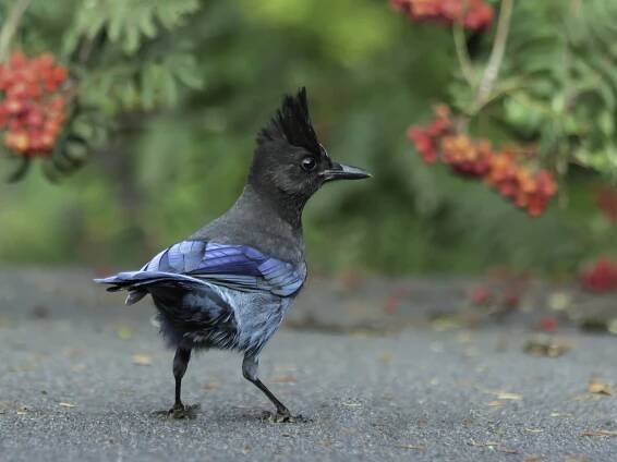 Birders argue over plan to change dozens of bird names