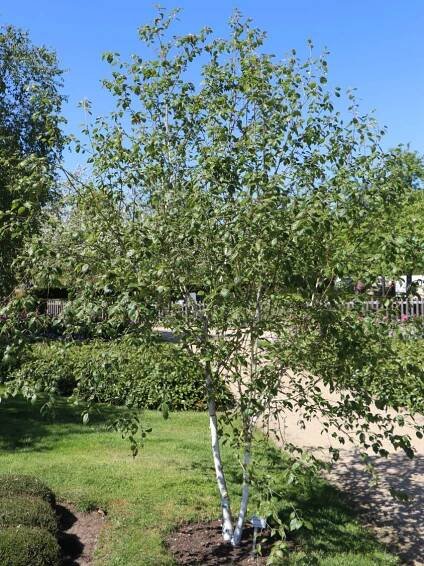 Weißrindige Himalaja-Birke 'Doorenbos' - Betula utilis 'Doorenbos'