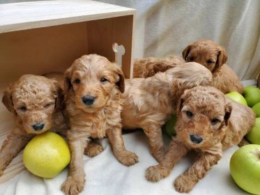 Mini Goldendoodles by Carmello x Cody, Ready 11/6/21 - Goldendoodle Breeder NY | Goldendoodle Puppies NY | Mini Sheepadoodle