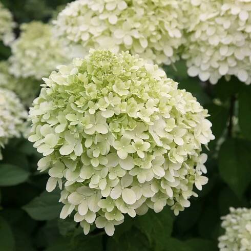 hydrangea