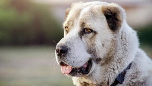 Středoasijský pastevecký pes je mohutný hafan, který se jen tak něčeho nezalekne
