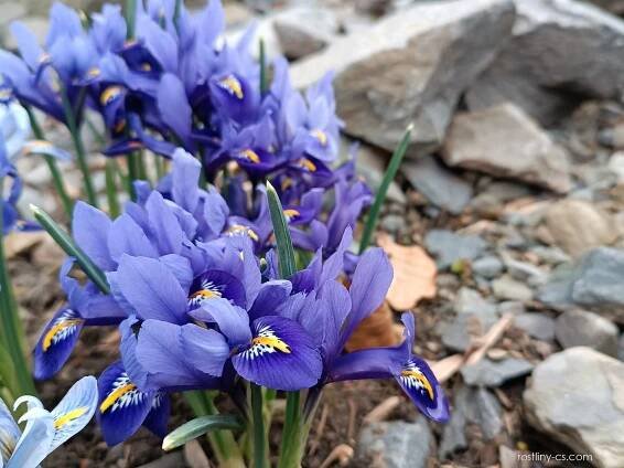 Kosatec síťkovaný Blue Hill - Iris reticulata