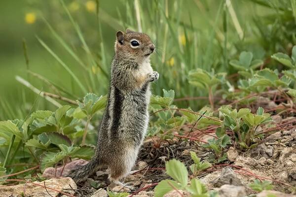 Wildlife Photography – Mike Matthews Photography