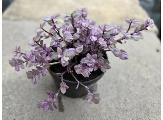 Kalísie s růžovými listy (Callisia repens Rosata) - malá