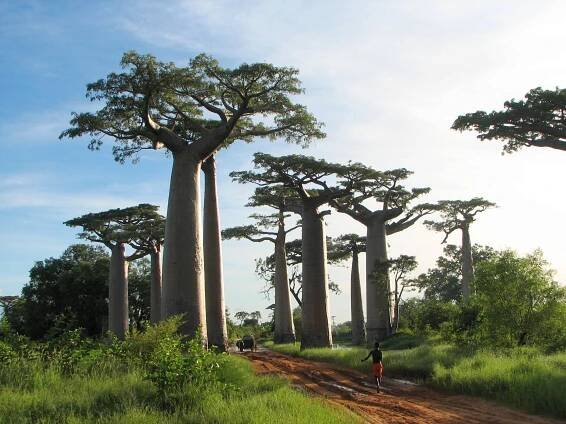 Madagascar na bicykli - Travelfun