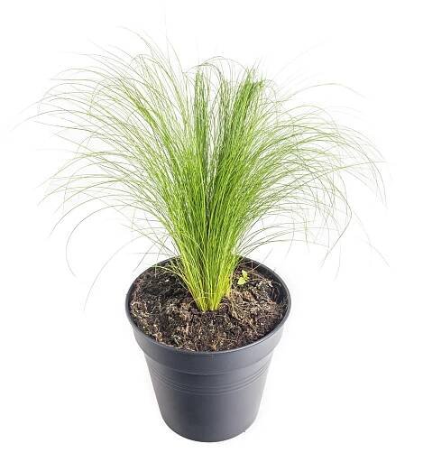 Kavyl péřovitý, Stipa tenuissima Pony Tails, 3 l, skladem | ZAZUMi.cz