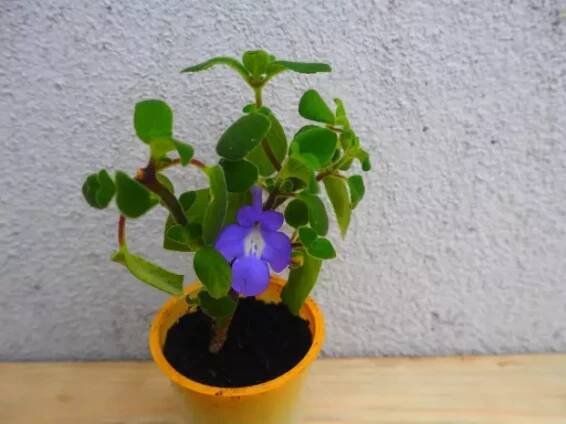 Streptocarpus saxorum 1 ks