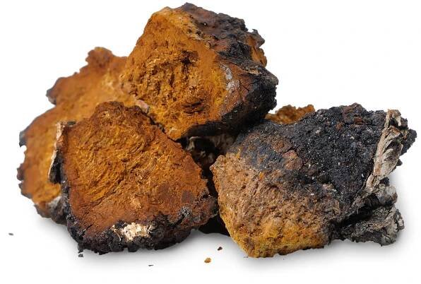 Subkortikální spinnerety (Chaga) - Velkoobchodní distributor