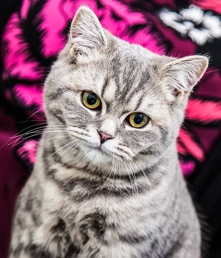 Cat Photography | Simon Kane Photography | Stunning Images To Last A Lifetime
